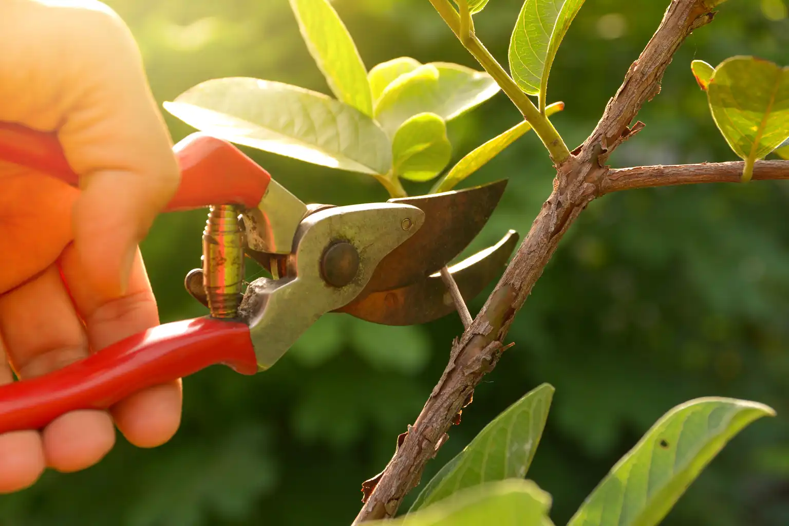 L’entretien de jardin à Cubzac-les-Ponts : bassins, étangs et plantes aquatiques